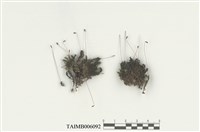 藏品(川西小金髮苔)的圖片